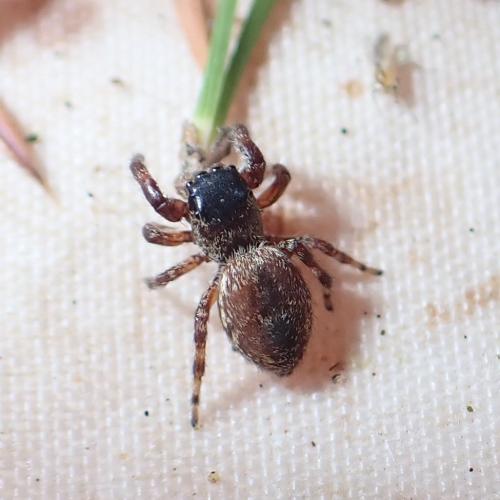 Dendryphantes rudis